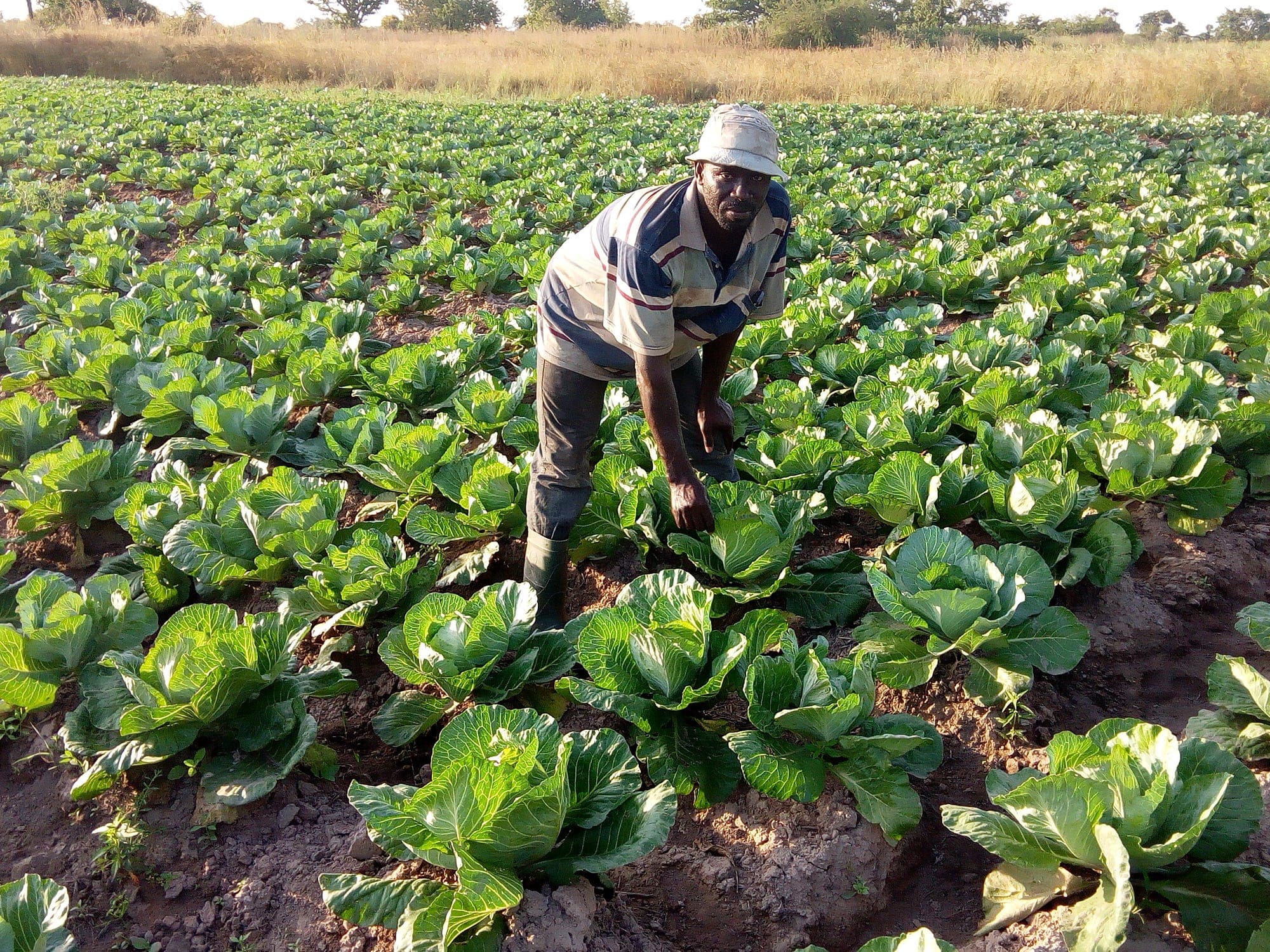 Farming